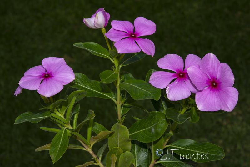 Catharanthus roseus.02