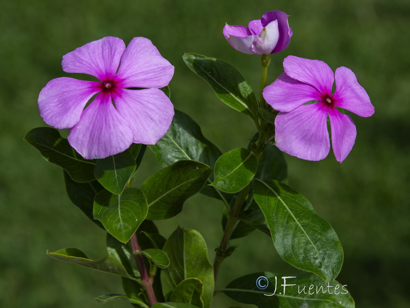 Catharanthus roseus.03