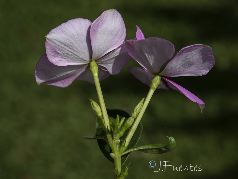 Catharanthus roseus.04