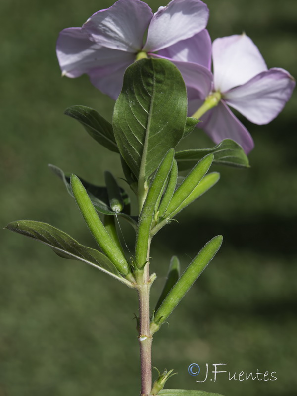 Catharanthus roseus.05