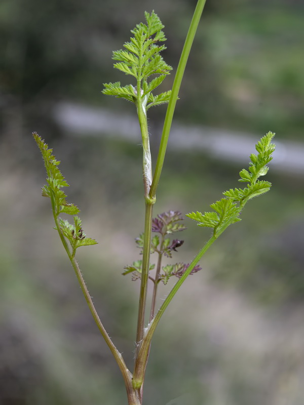 Caucalis platycarpos 2.10