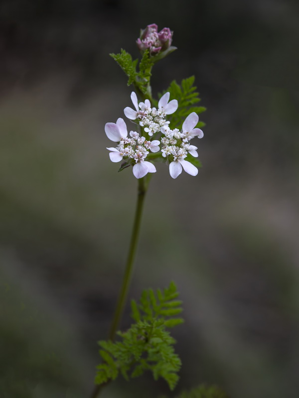 Caucalis platycarpos 2.13