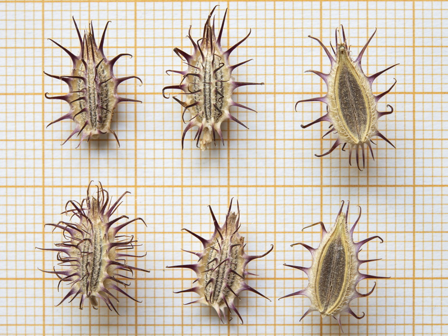 Caucalis platycarpos.00
