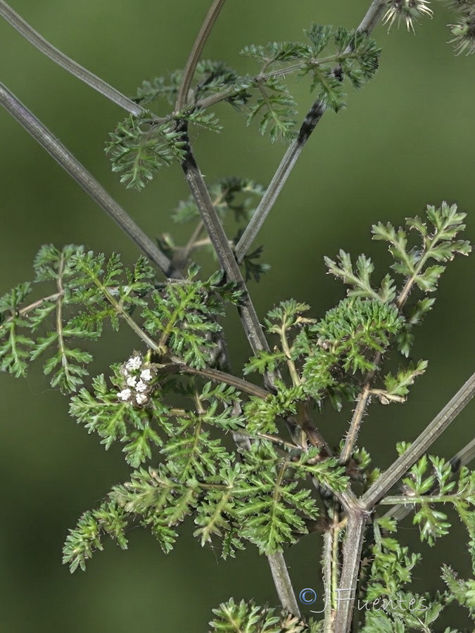 Caucalis platycarpos.03