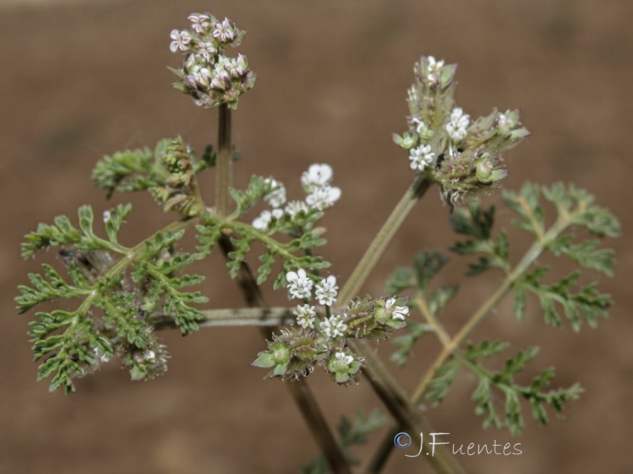Caucalis platycarpos.06