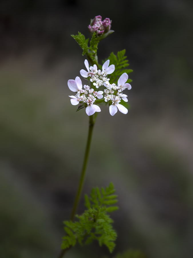 Caucalis platycarpos.08