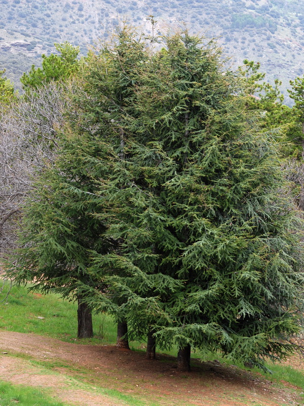 Cedrus atlantica.01