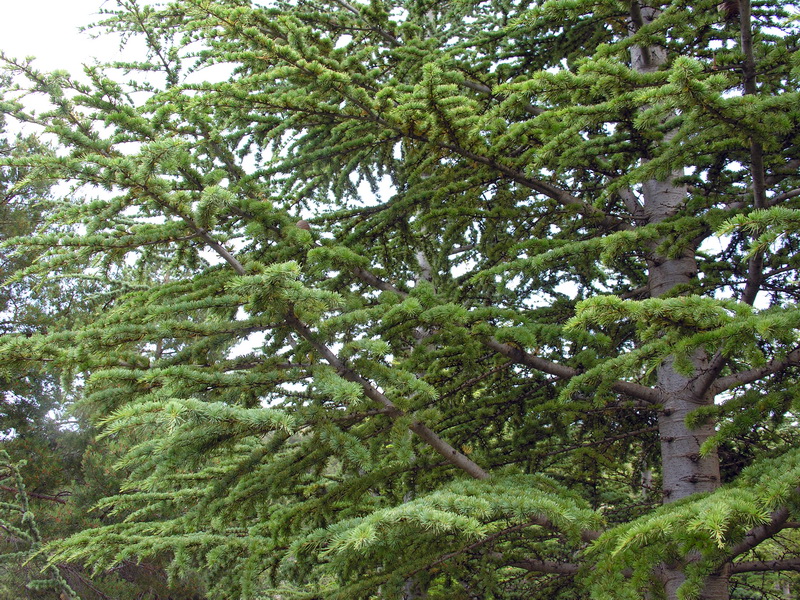 Cedrus atlantica.04