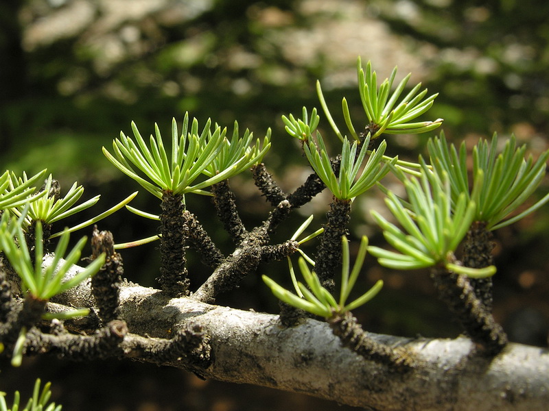 Cedrus atlantica.11