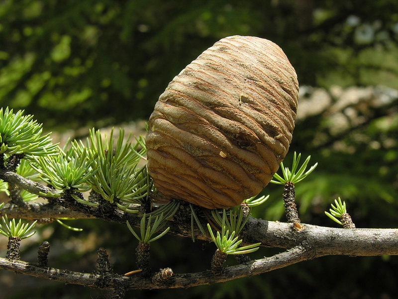 Cedrus atlantica.18