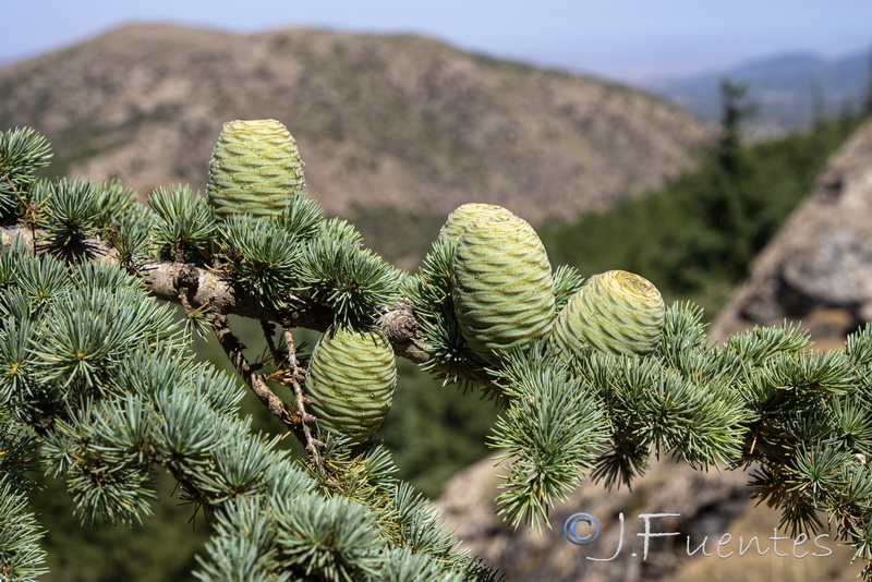 Cedrus atlantica.28