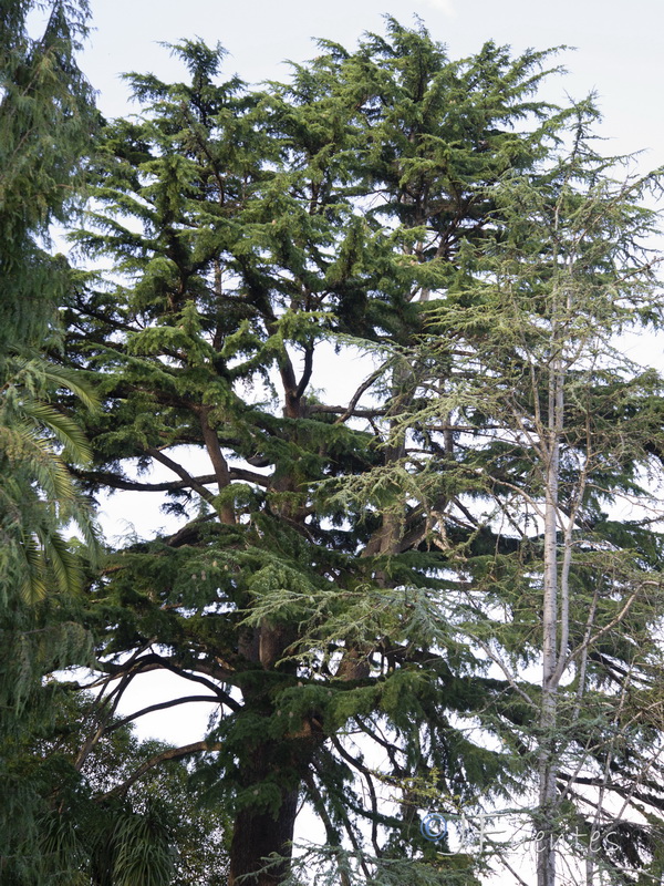 Cedrus deodara.01