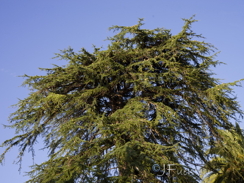 Cedrus deodara.02