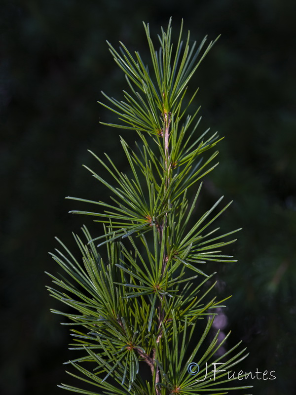 Cedrus deodara.04