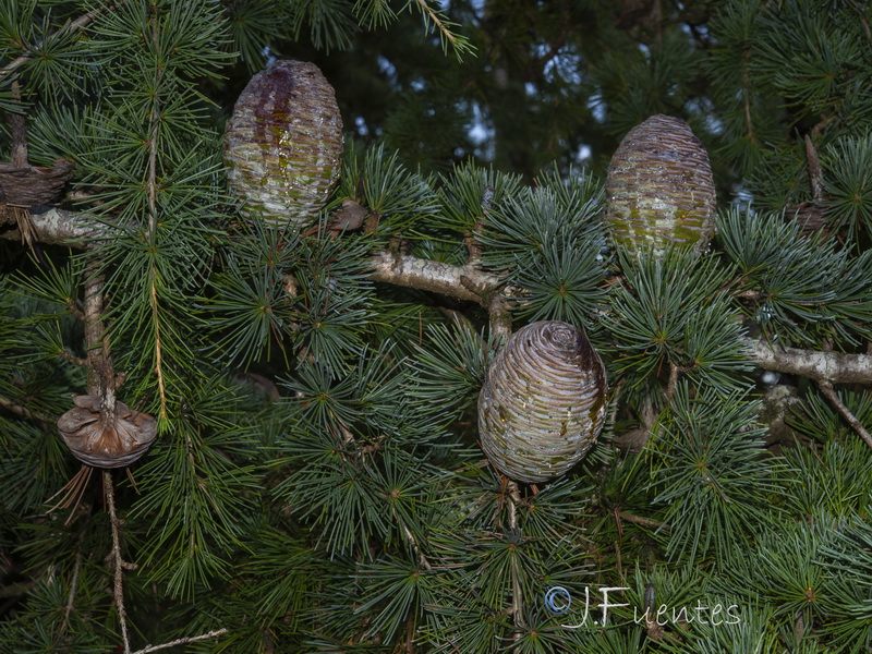 Cedrus deodara.07