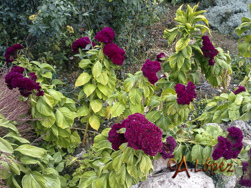 Celosia argentea.01