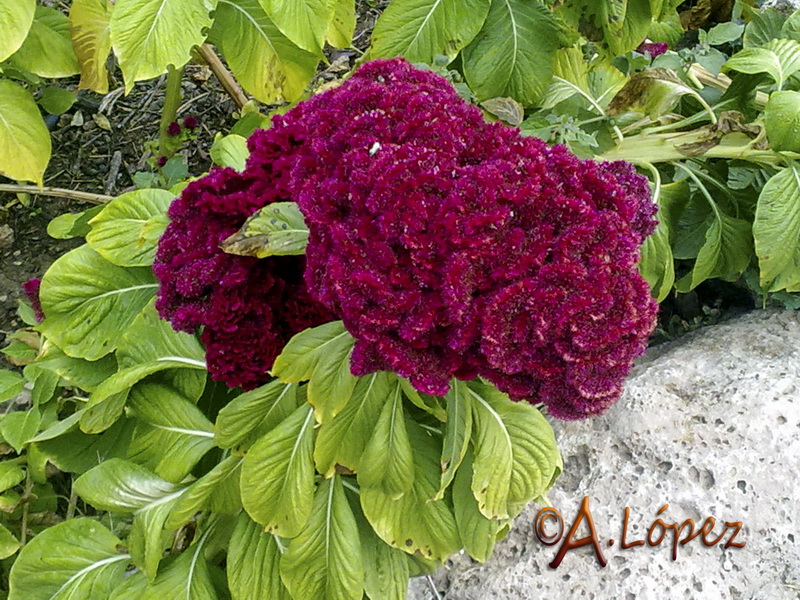 Celosia argentea.02