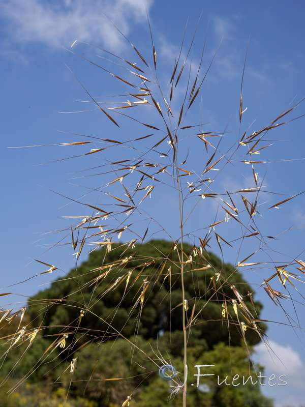 Celtica gigantea gigantea.16