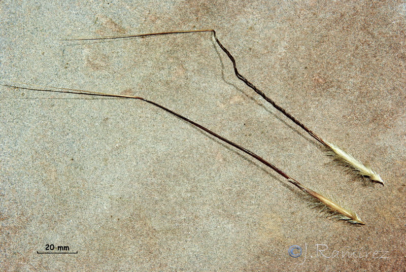 Celtica gigantea gigantea.26