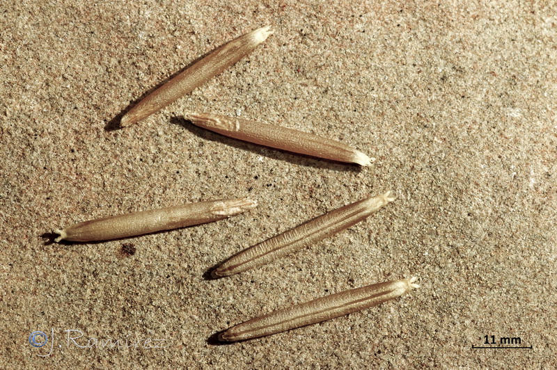 Celtica gigantea gigantea.27