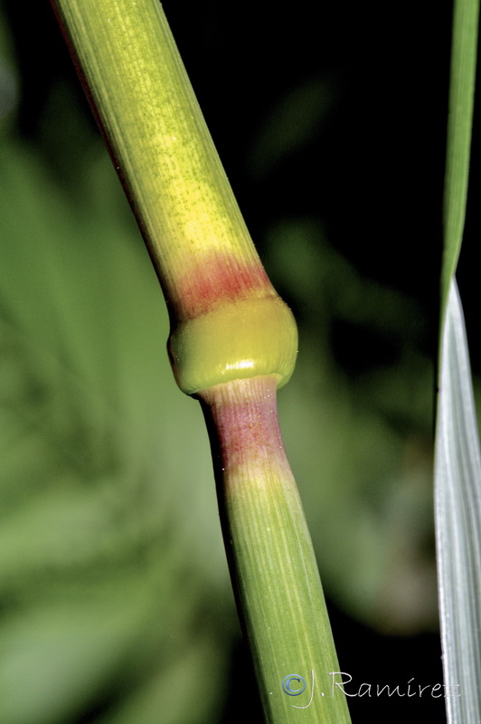 Celtica gigantea gigantea.29
