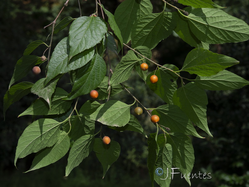 Celtis occidentalis.01