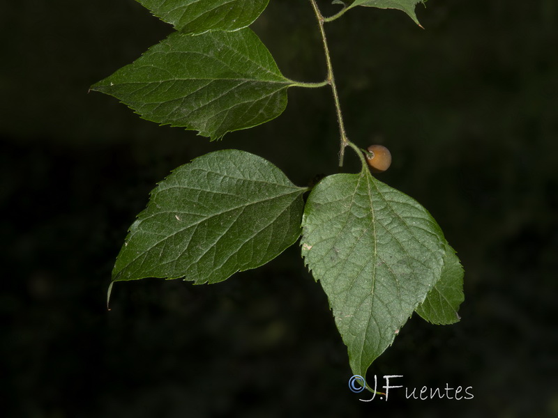 Celtis occidentalis.02