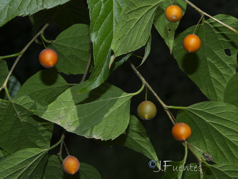 Celtis occidentalis.03