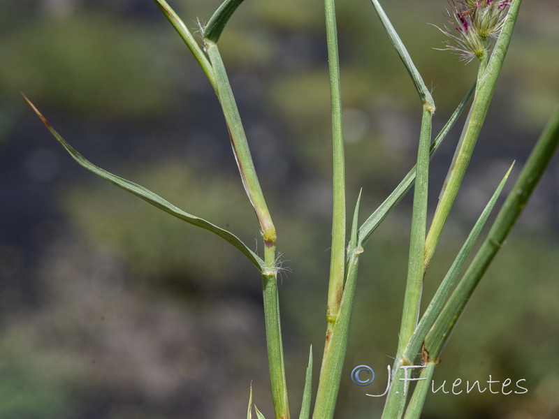 Cenchrus ciliaris.14