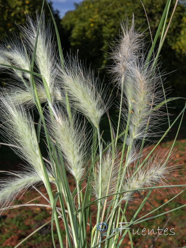 Cenchrus longisetus.04