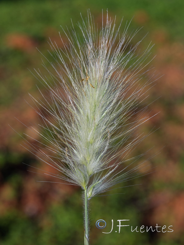 Cenchrus longisetus.06