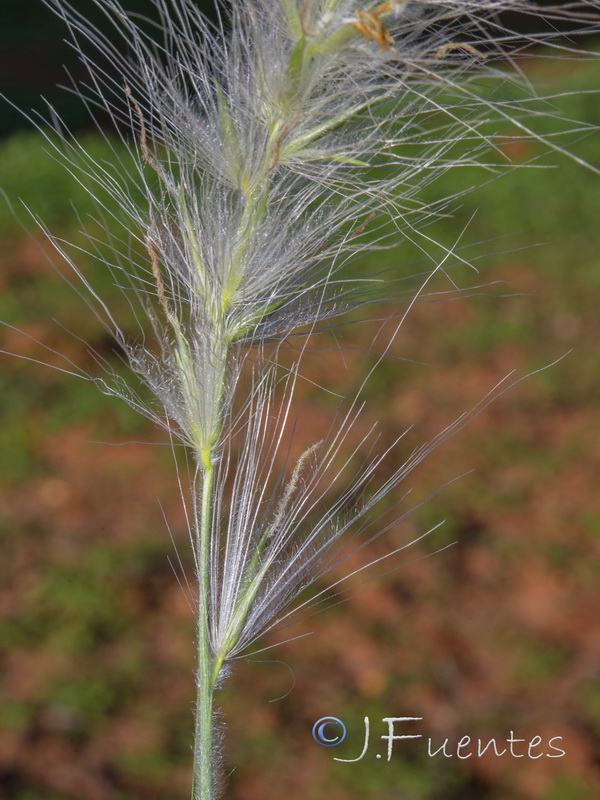 Cenchrus longisetus.07