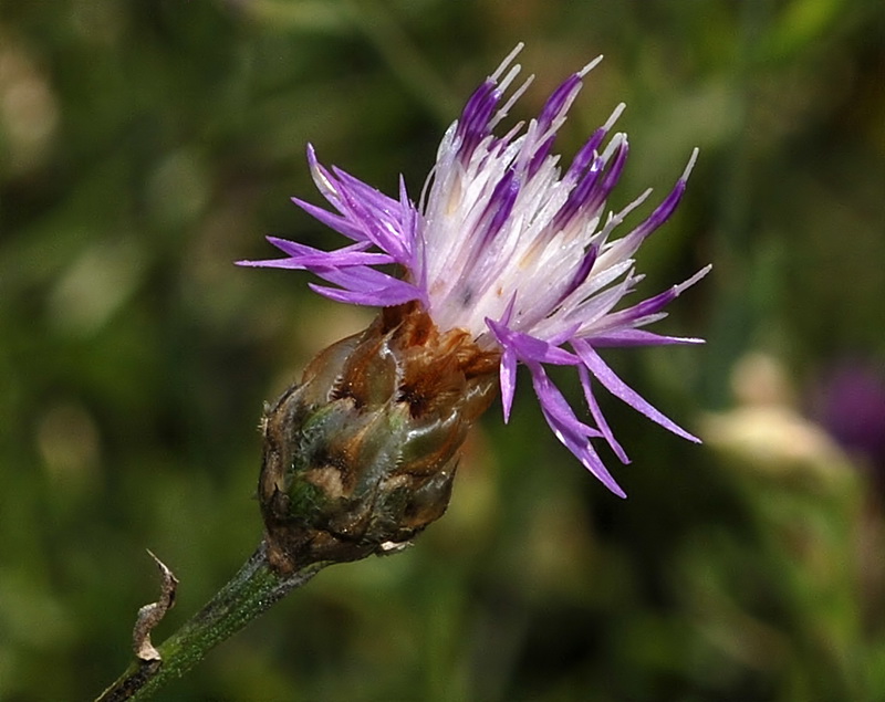 Centaurea alba tartesiana.12