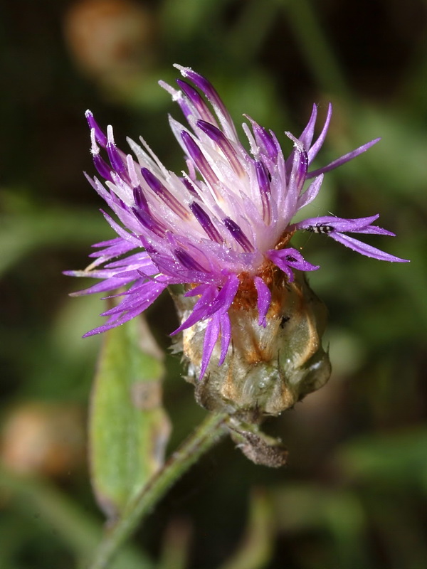 Centaurea alba tartesiana.13