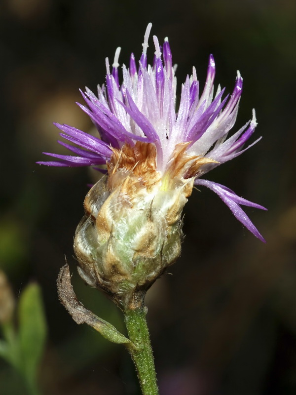 Centaurea alba tartesiana.14