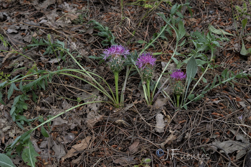 Centaurea amblensis tentudaica.01