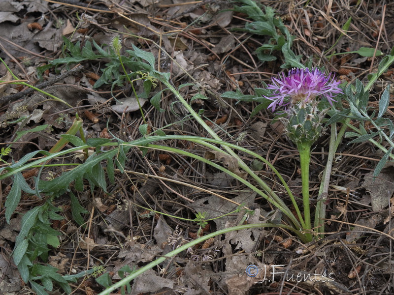 Centaurea amblensis tentudaica.02