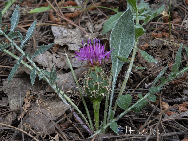 Centaurea amblensis tentudaica.03