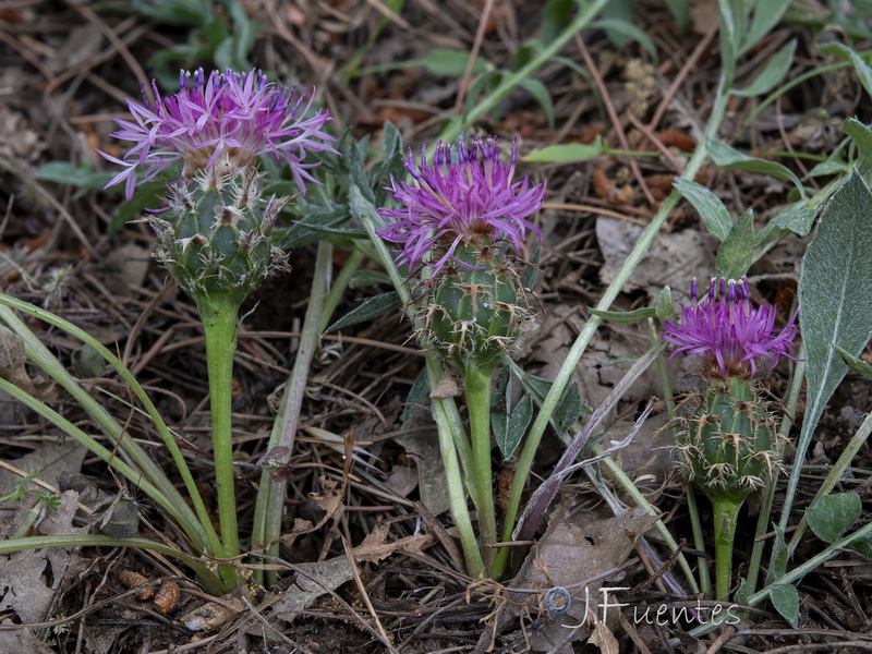Centaurea amblensis tentudaica.04