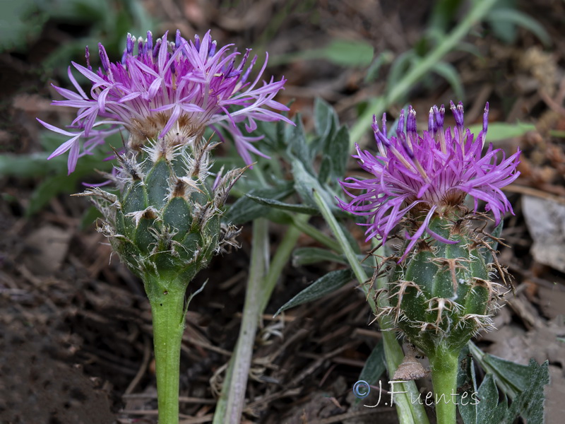 Centaurea amblensis tentudaica.05