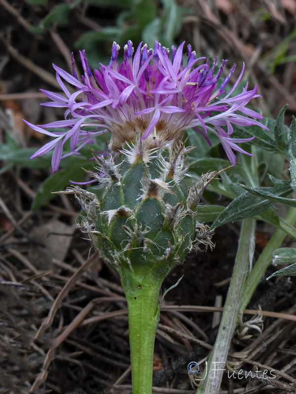 Centaurea amblensis tentudaica.06