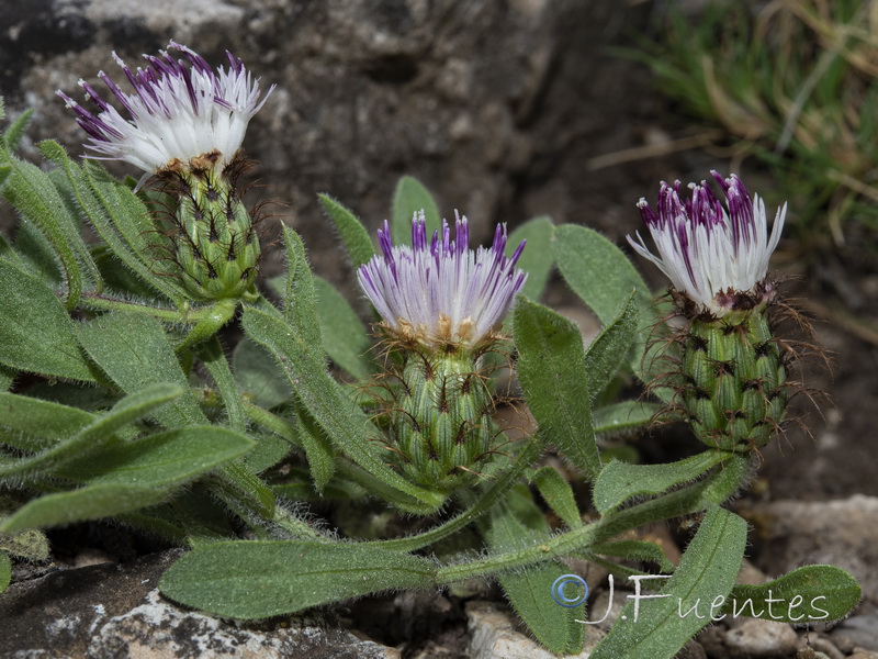 Centaurea antennata meridionalis.02