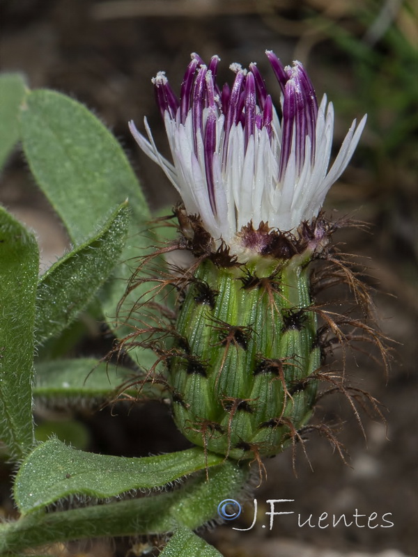 Centaurea antennata meridionalis.03