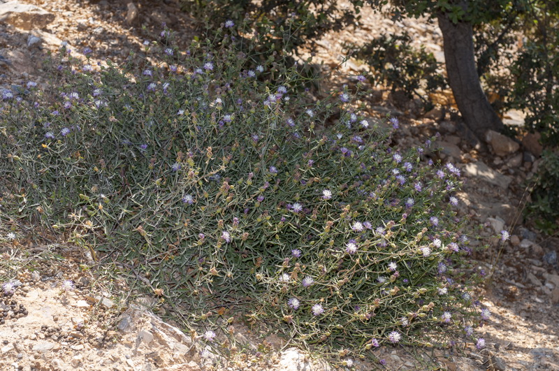 Centaurea aspera aspera.01