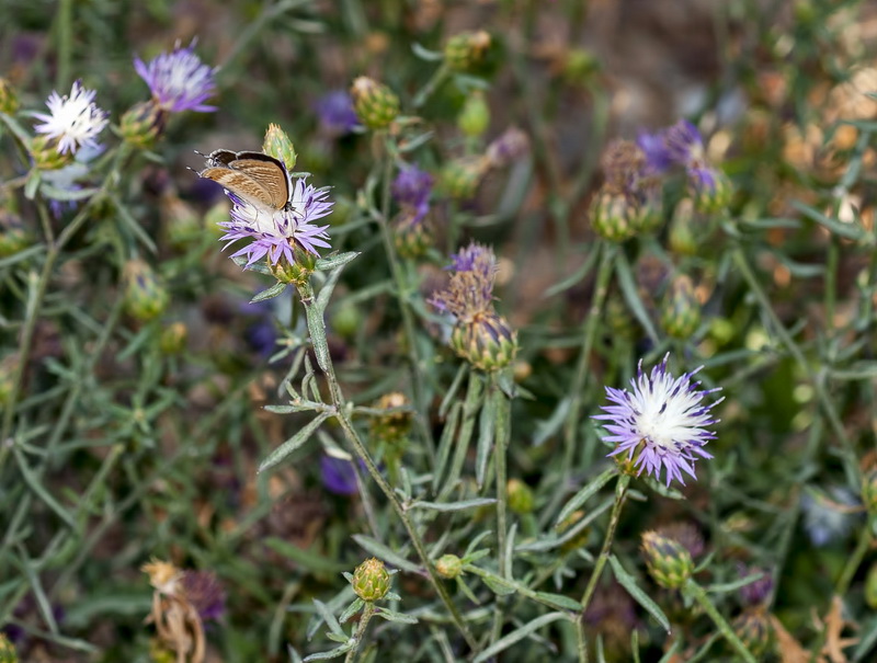 Centaurea aspera aspera.03