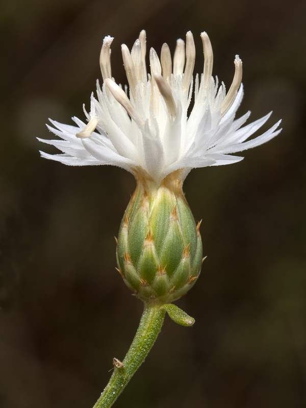 Centaurea aspera aspera.15