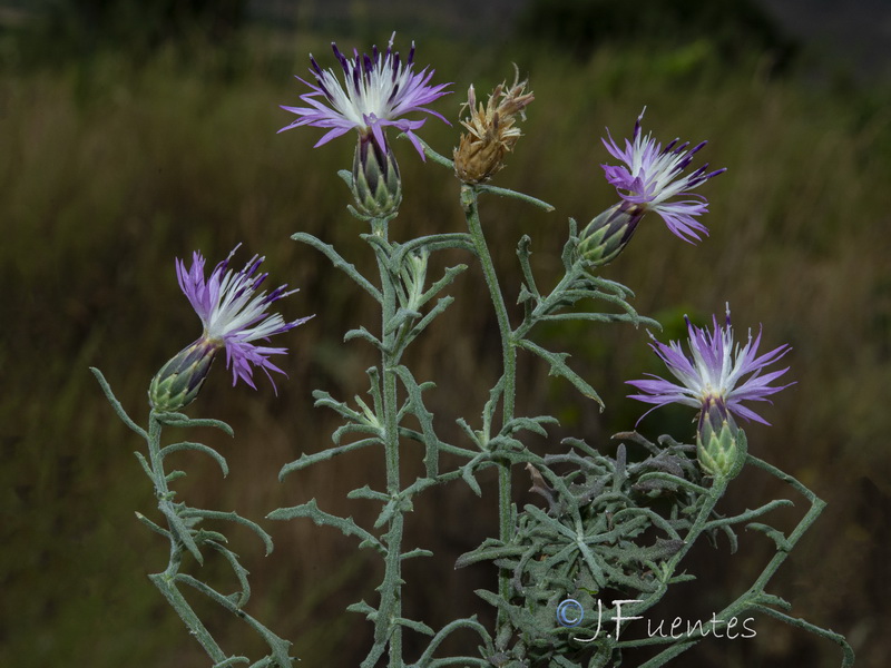 Centaurea aspera aspera.21