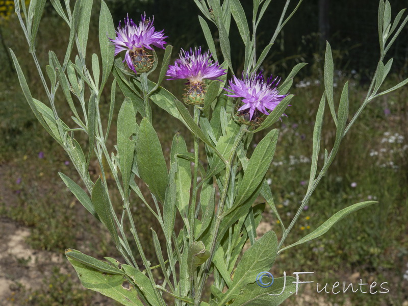 Centaurea aspera scorpiurifolia.01