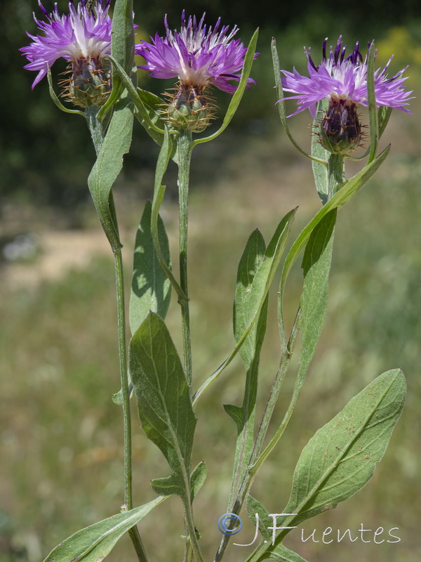 Centaurea aspera scorpiurifolia.02