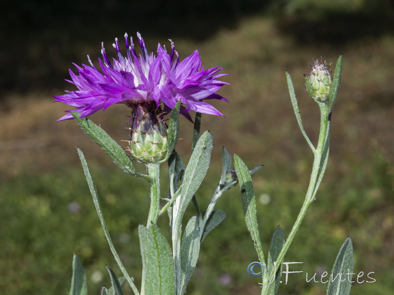 Centaurea aspera scorpiurifolia.05